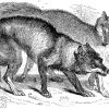 Wölfe