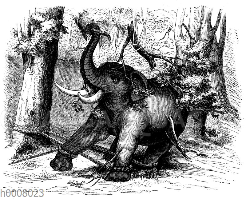 Gefangener asiatischer Elefant