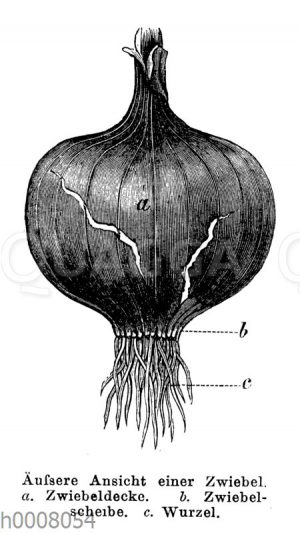 Zwiebel