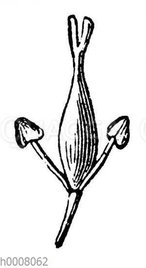 Esche: Nackte Blüte