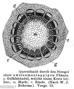 Stengelquerschnitt einer dicotyledonen Pflanze