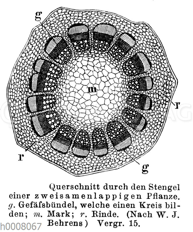 Stengelquerschnitt einer dicotyledonen Pflanze
