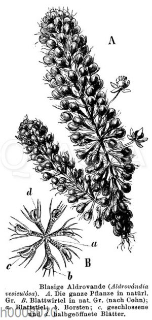 Blasige Aldrovande