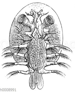 Karpfenlaus
