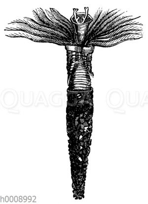 Röhrenwurm mit ausgebreiteten kammförmigen Kiemen