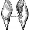 Lymnea longiscata