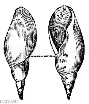 Lymnea longiscata