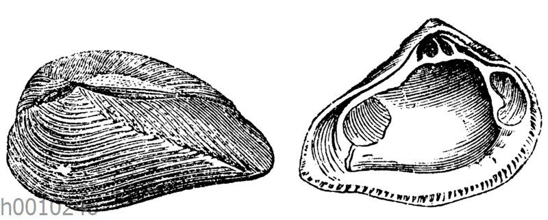 Crassatella sulcata
