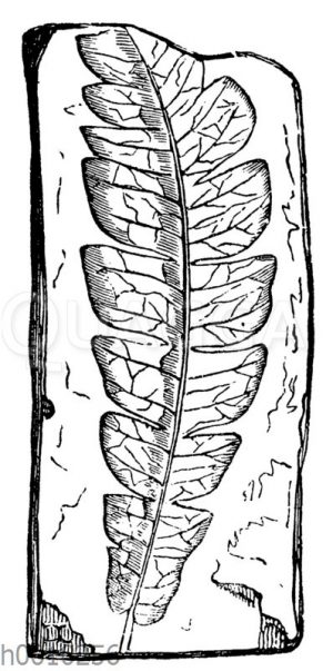 Comptonia acutiloba