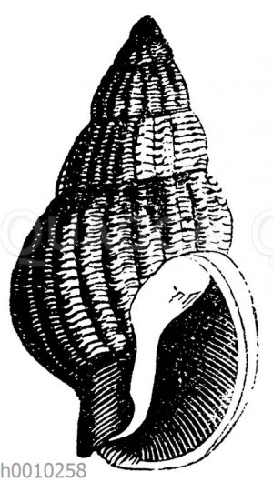 Buccinum prismaticum