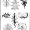 Akanthusblatt: 1. Blatt von Acanthus mollis. (Jacobsthal). 2. Akanthuskelch mit Blatt- und Blütenstand von Acanthus mollis. (Jacobsthal). 3. Blatt von Acanthus mollis. (Raguenet). 4. Blatt von Acanthus spinosus. (Gewerbehalle). 5. Akanthuskelchpartie