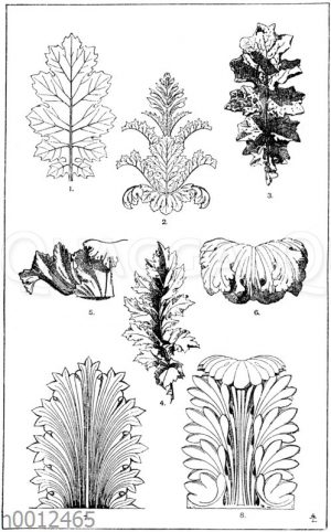 Akanthusblatt: 1. Blatt von Acanthus mollis. (Jacobsthal). 2. Akanthuskelch mit Blatt- und Blütenstand von Acanthus mollis. (Jacobsthal). 3. Blatt von Acanthus mollis. (Raguenet). 4. Blatt von Acanthus spinosus. (Gewerbehalle). 5. Akanthuskelchpartie