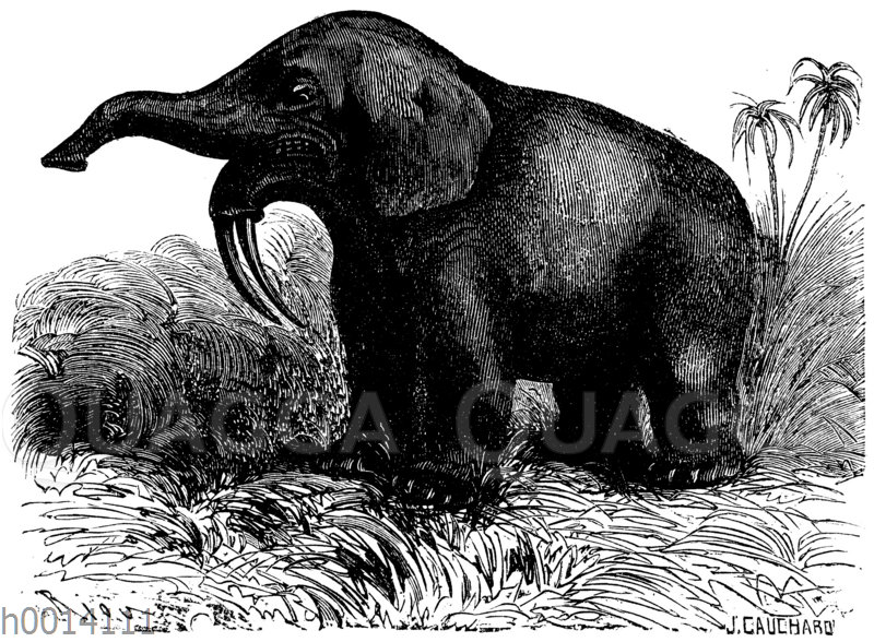 Dinotherium Quagga Illustrations