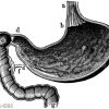 Magen des Menschen. a) Speiseröhre