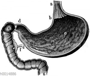 Magen des Menschen. a) Speiseröhre
