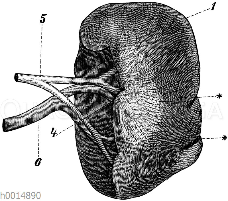 Milz. 2) Vorderrand, 4) Milzöffnung, 5) Arterie, 6) Vene