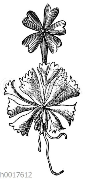 Zwergschlüsselblume