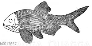 Amblypterus Nacrophalus