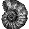 Ammonites Bucklandi