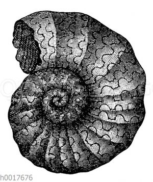 Ammonites Bucklandi