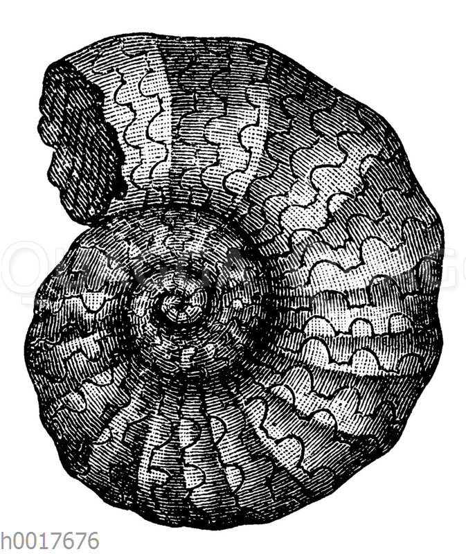 Ammonites Bucklandi