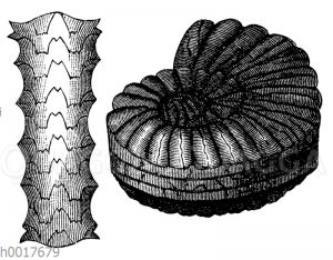 Ceratites nodosus