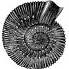 Ammonites amaltheus