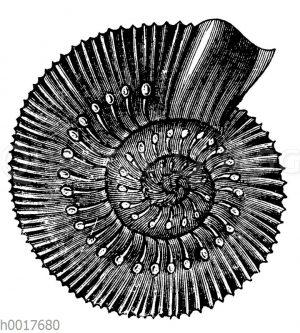 Ammonites amaltheus