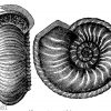 Ammonites Humphresianus