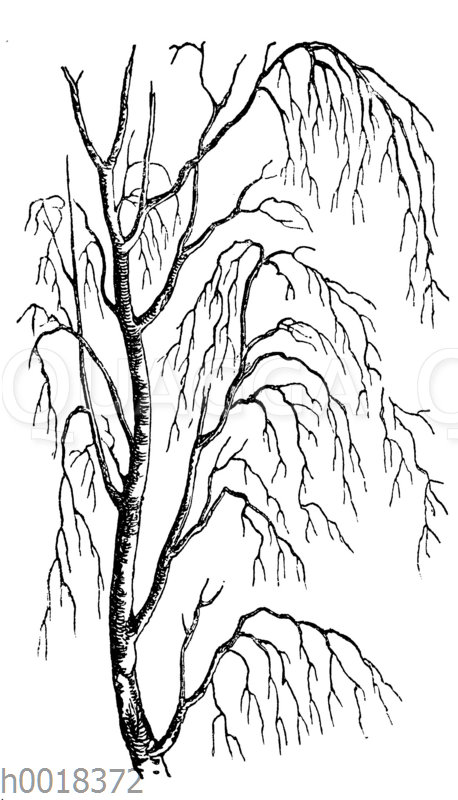 Astbau der Birke