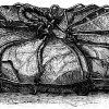 Karitébaum: Stück Bassiabutter (Sheabutter)