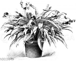 Scherzers Flamingopflanze