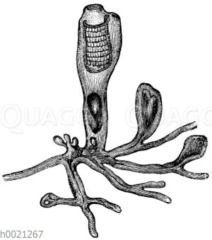 Clavellina lepadiformis