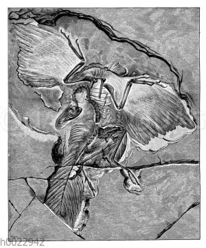 Archaeopterix aus dem Jura. Berliner Exemplar (nach Dames)