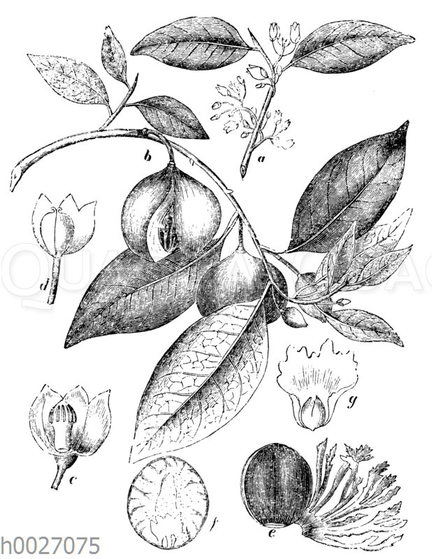 Muskatnussbaum