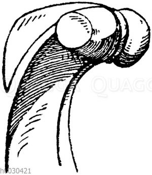 Seitenansicht einer einfachen gotischen Krabbe. Kathedrale zu Amiens