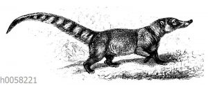 Nasenbär