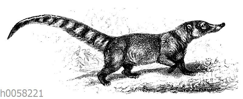 Nasenbär