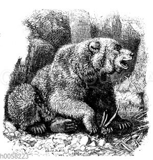 Grizzlybär