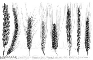 Getreidearten und Getreidesorten