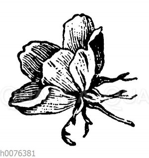 Vignette: Rosenblüte