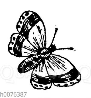 Vignette: Schmetterling