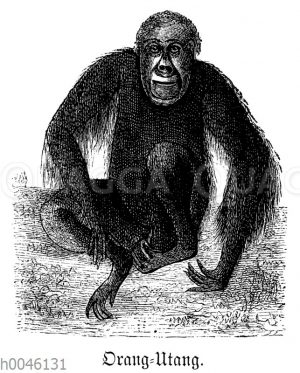 Orang-Utan