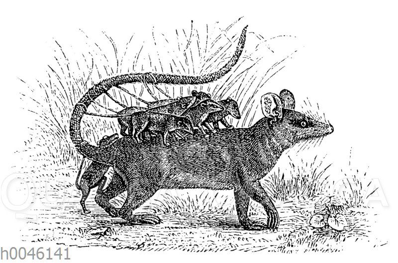 Opossum