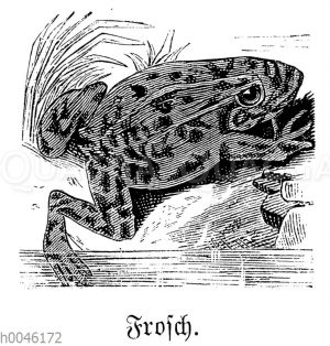 Frosch