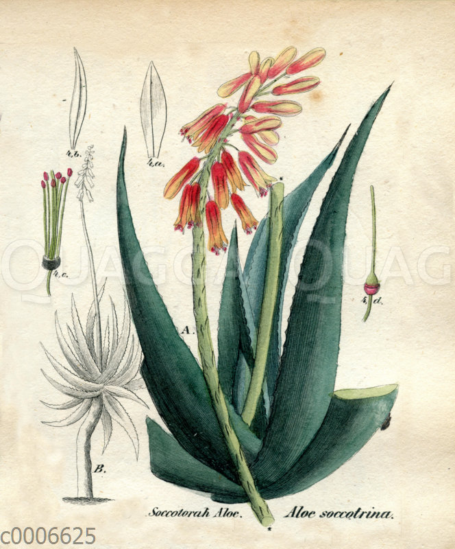 aloe vera quanta acqua Kaé - Acqua di Aloe Vera – 🌿 Kaé main image 0