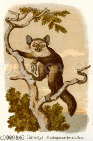 Fingertier; Aye-Aye