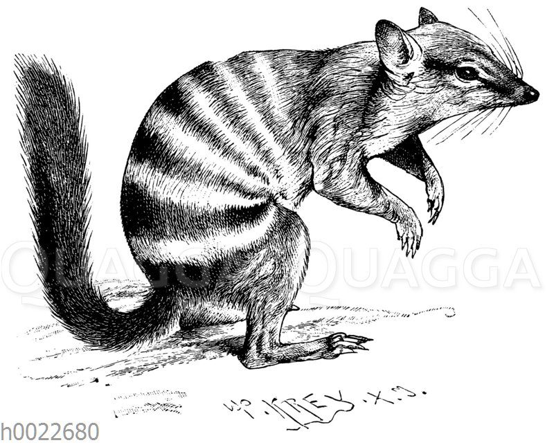 Numbat