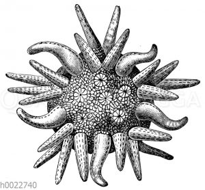 Die fünf ersten Schlauchfüßchen eins jungen Seeigels (Goniocidaris canaliculata)