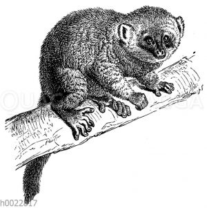 Lemuriformes - Lemuren